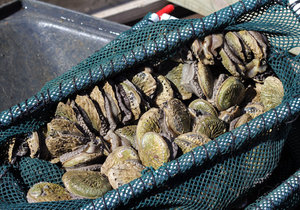 Abalone Trade in Overberg - Gansbaai Daily News